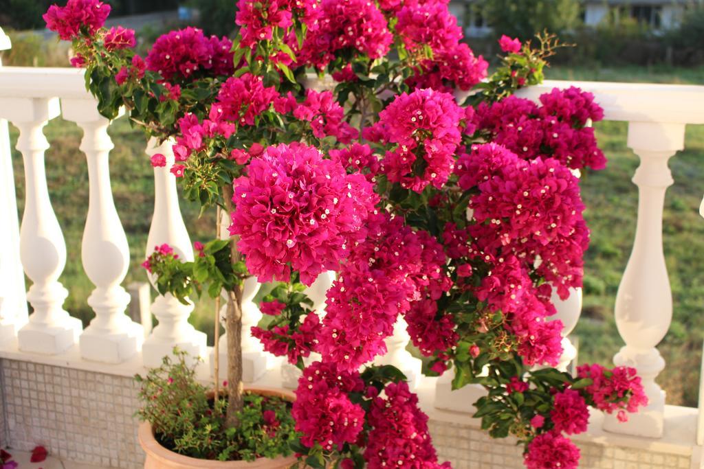 רבדה Villa Livia Boutique Apartments מראה חיצוני תמונה